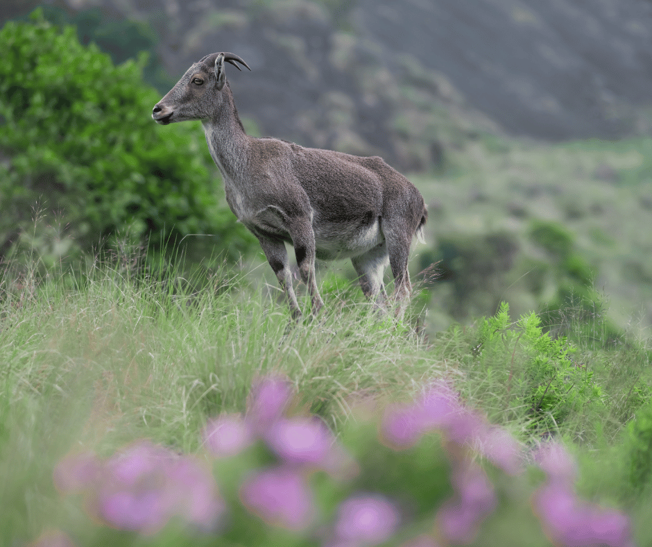 Eravikulam National Park